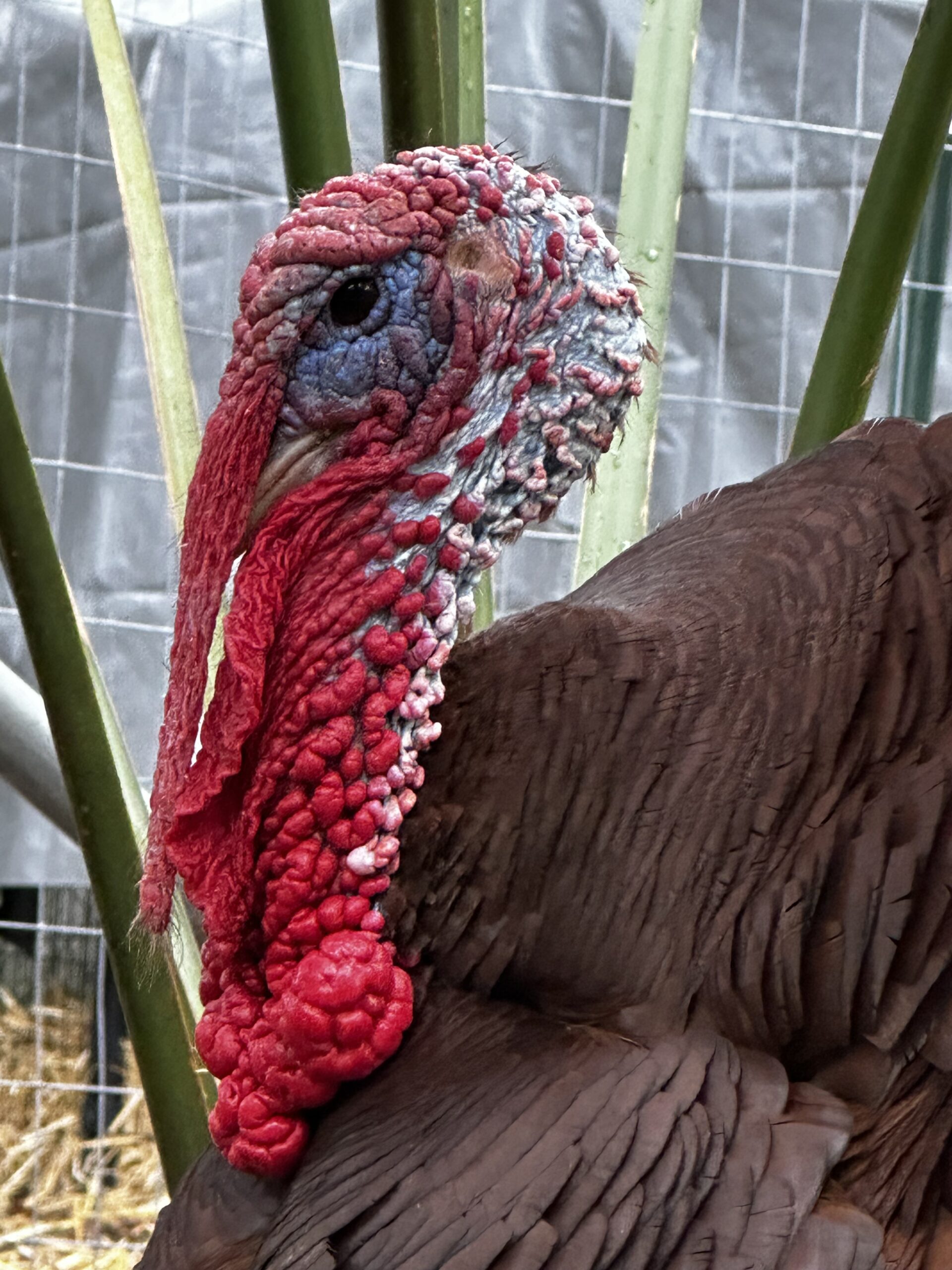 Gobblin Turkey