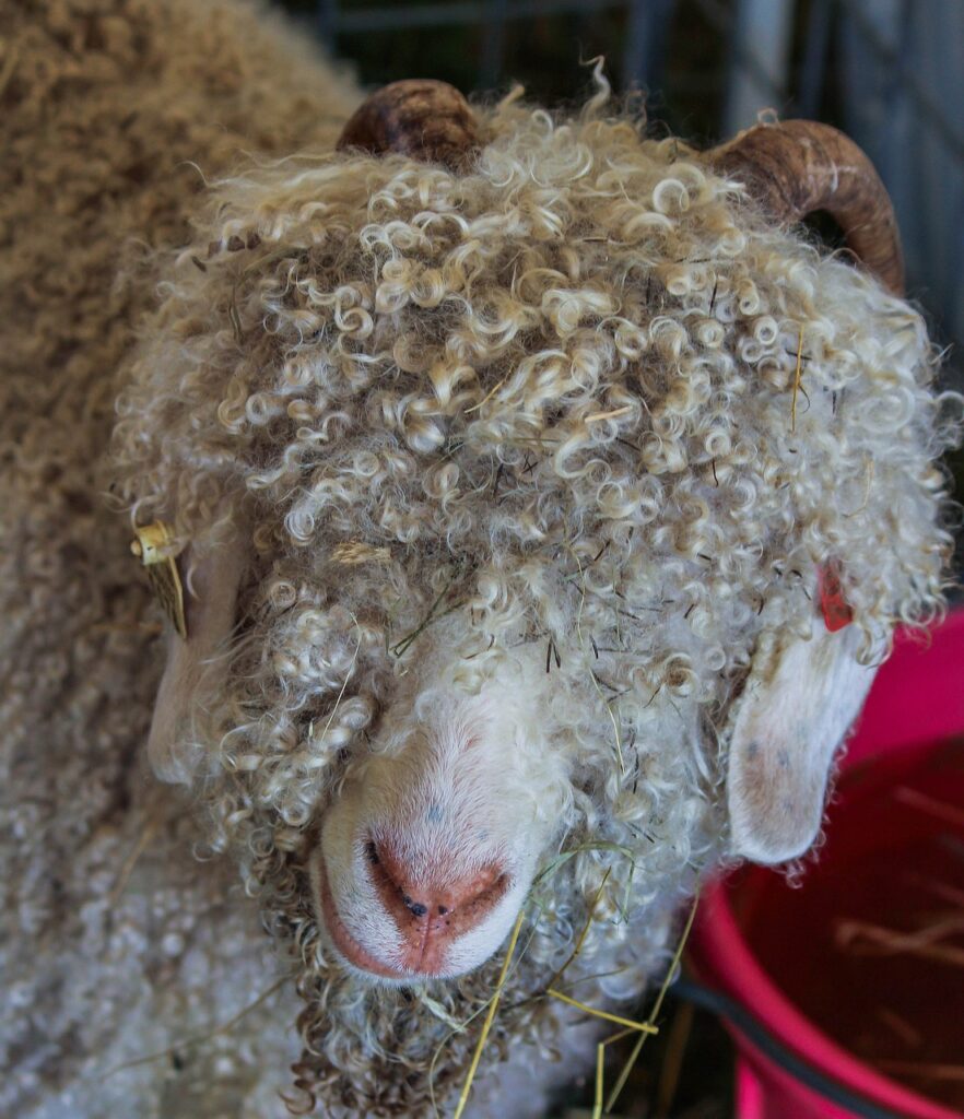 Angora Goat