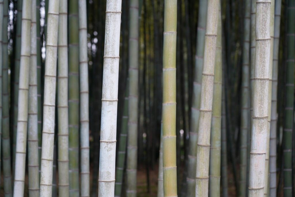 Bamboo