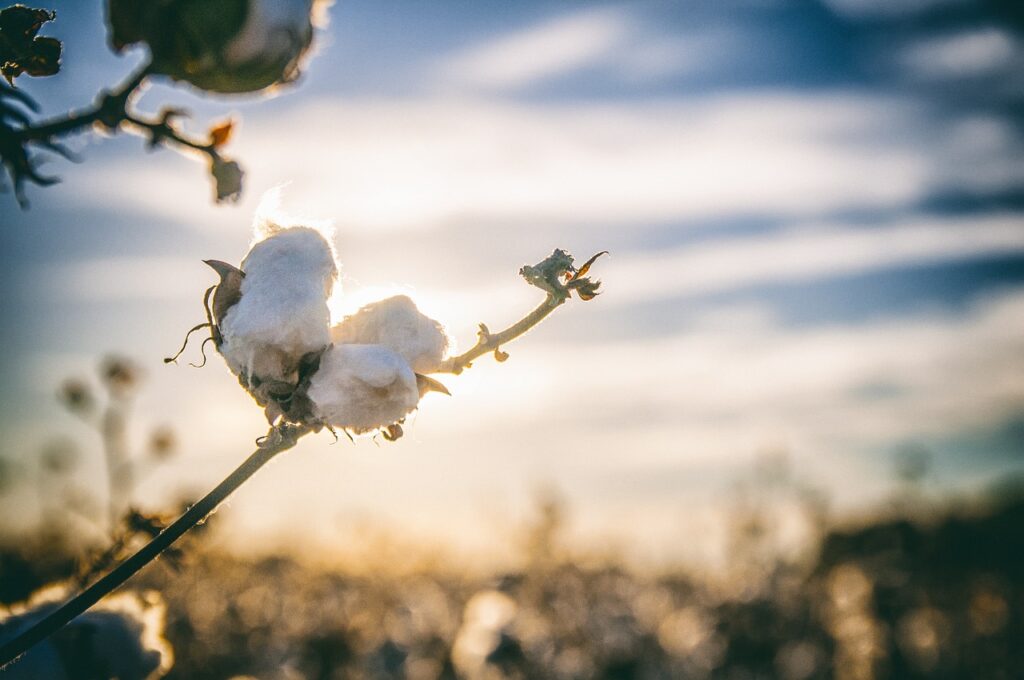 Cotton Yarns are made from the fibers of the cotton plant.