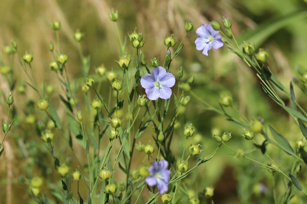 Flax Plant