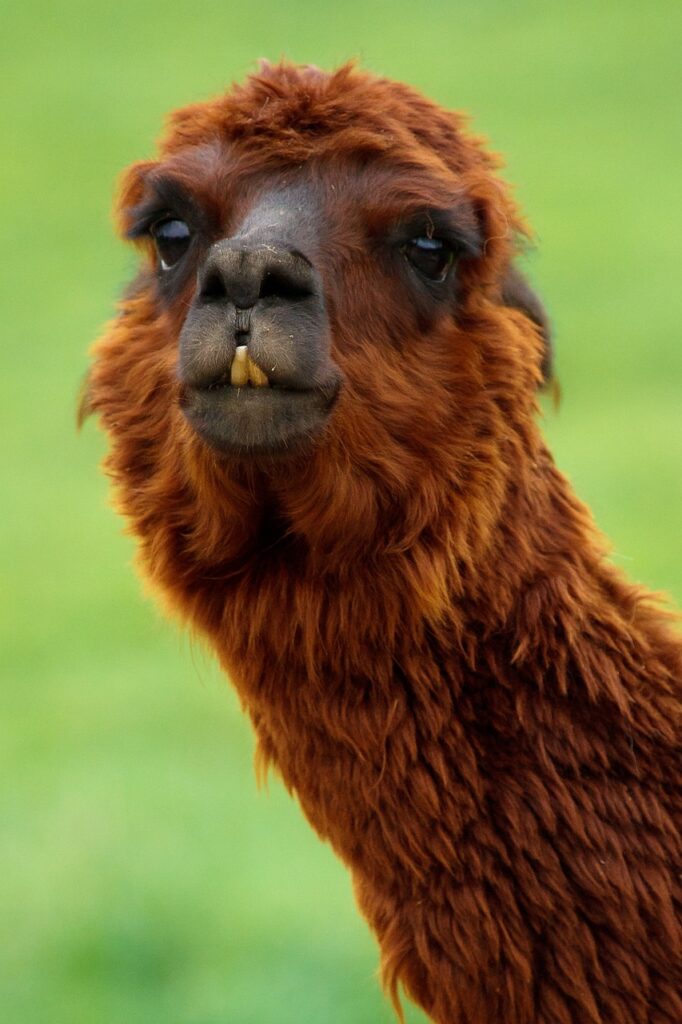 Alpaca. This is the source of Alpaca Yarns.