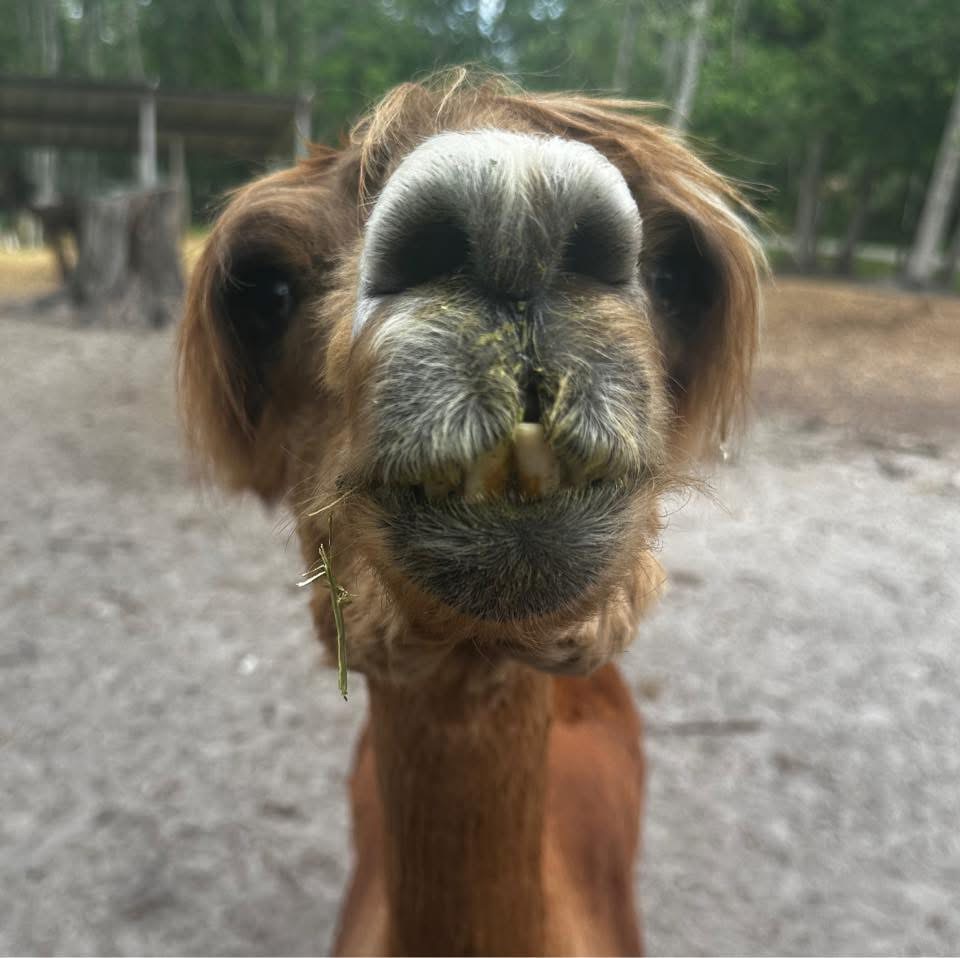 Alpaca