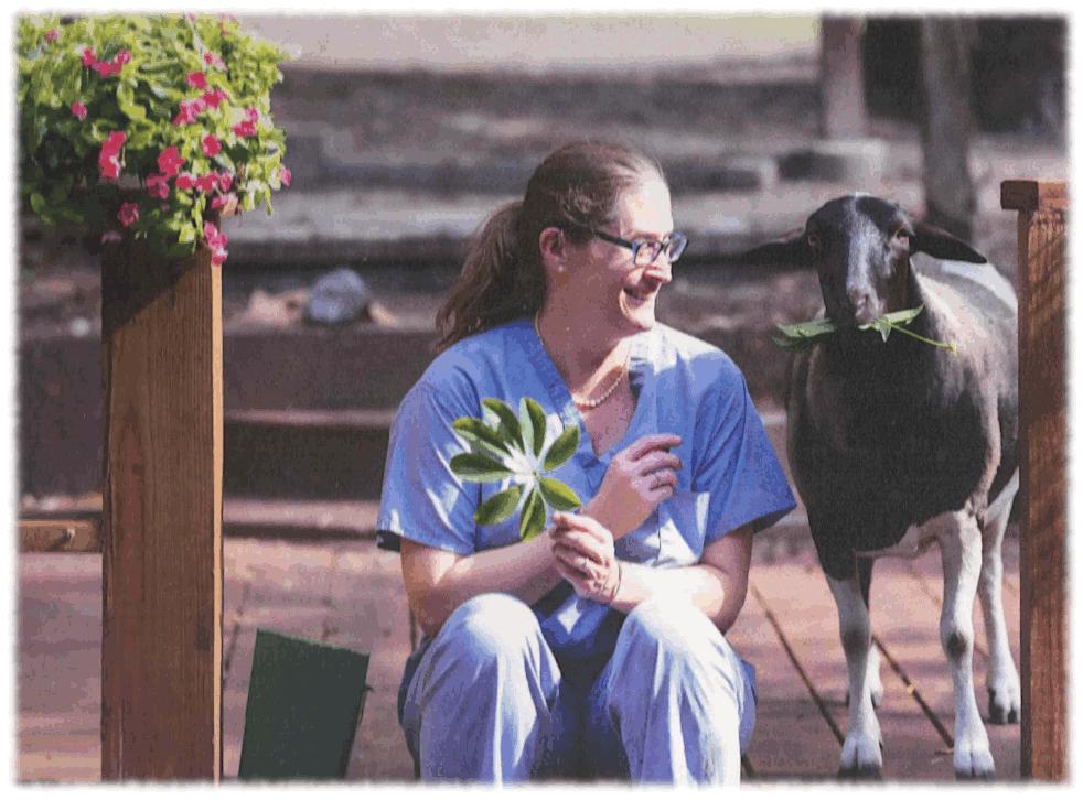 Maggie and Sappho Sheep